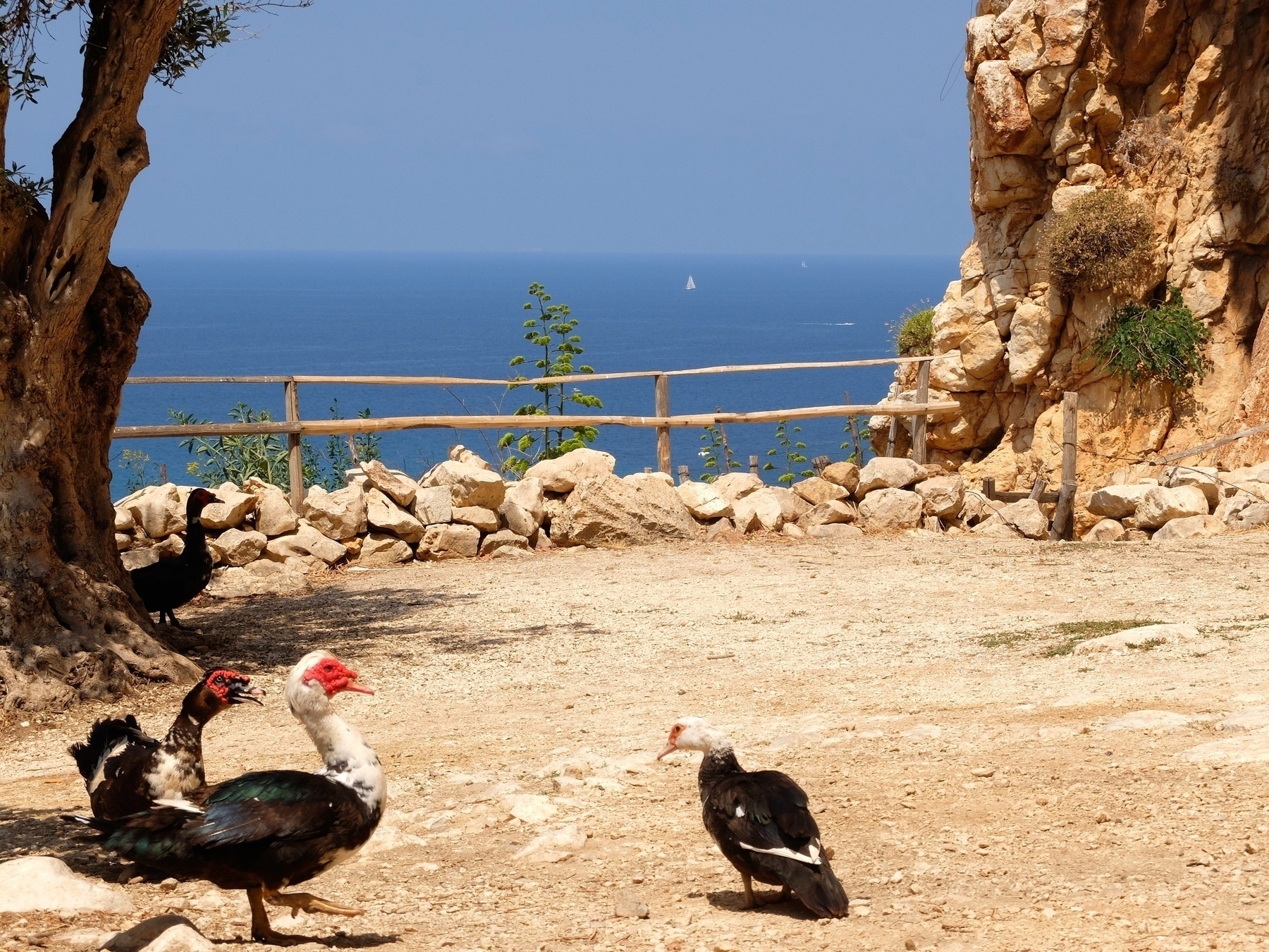 Des canards se promènent sur un chemin à proximité de la mer, avec des falaises rocheuses en arrière-plan.
