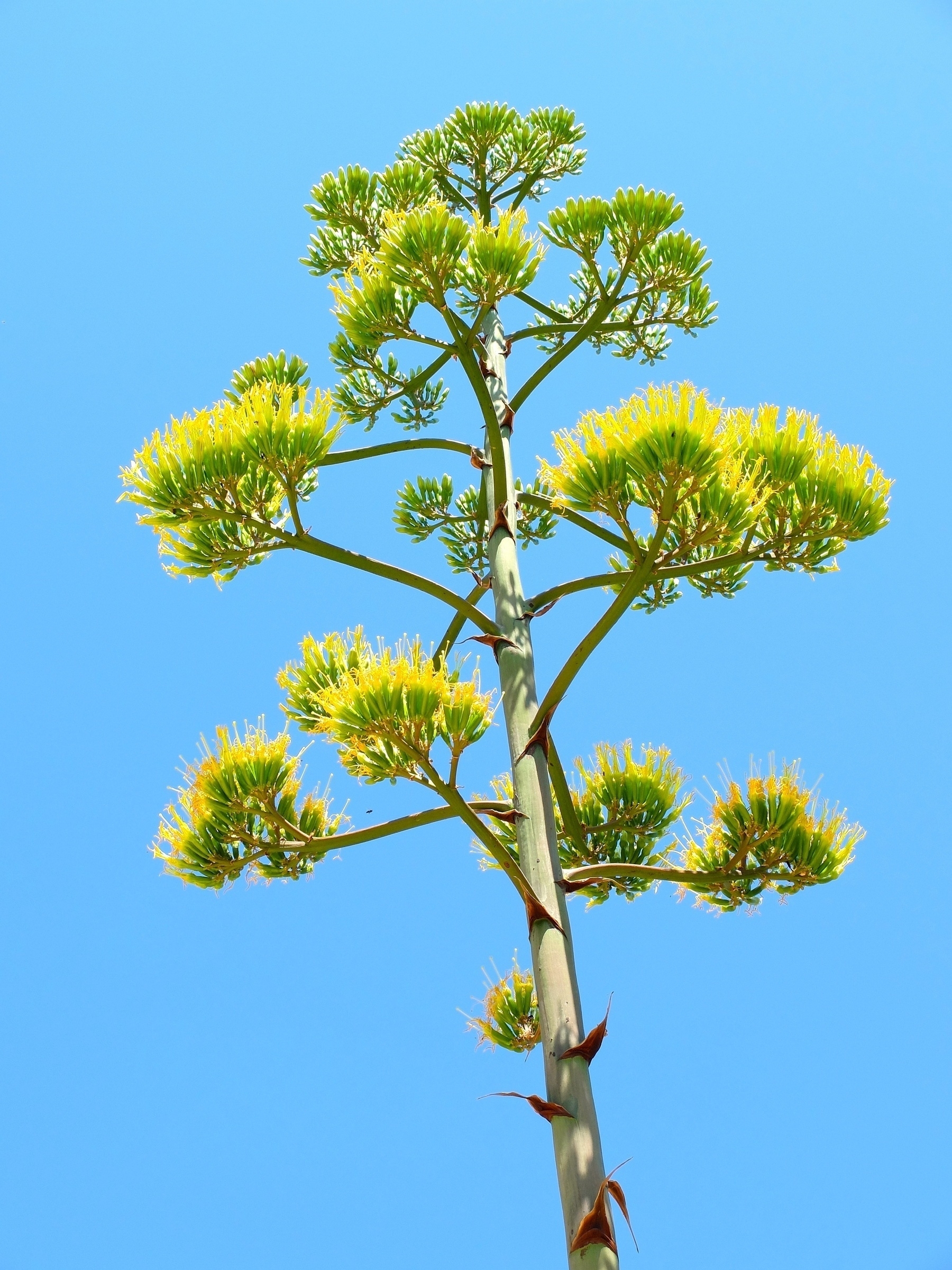 Un agave en fleurs s'élève vers un ciel bleu éclatant.