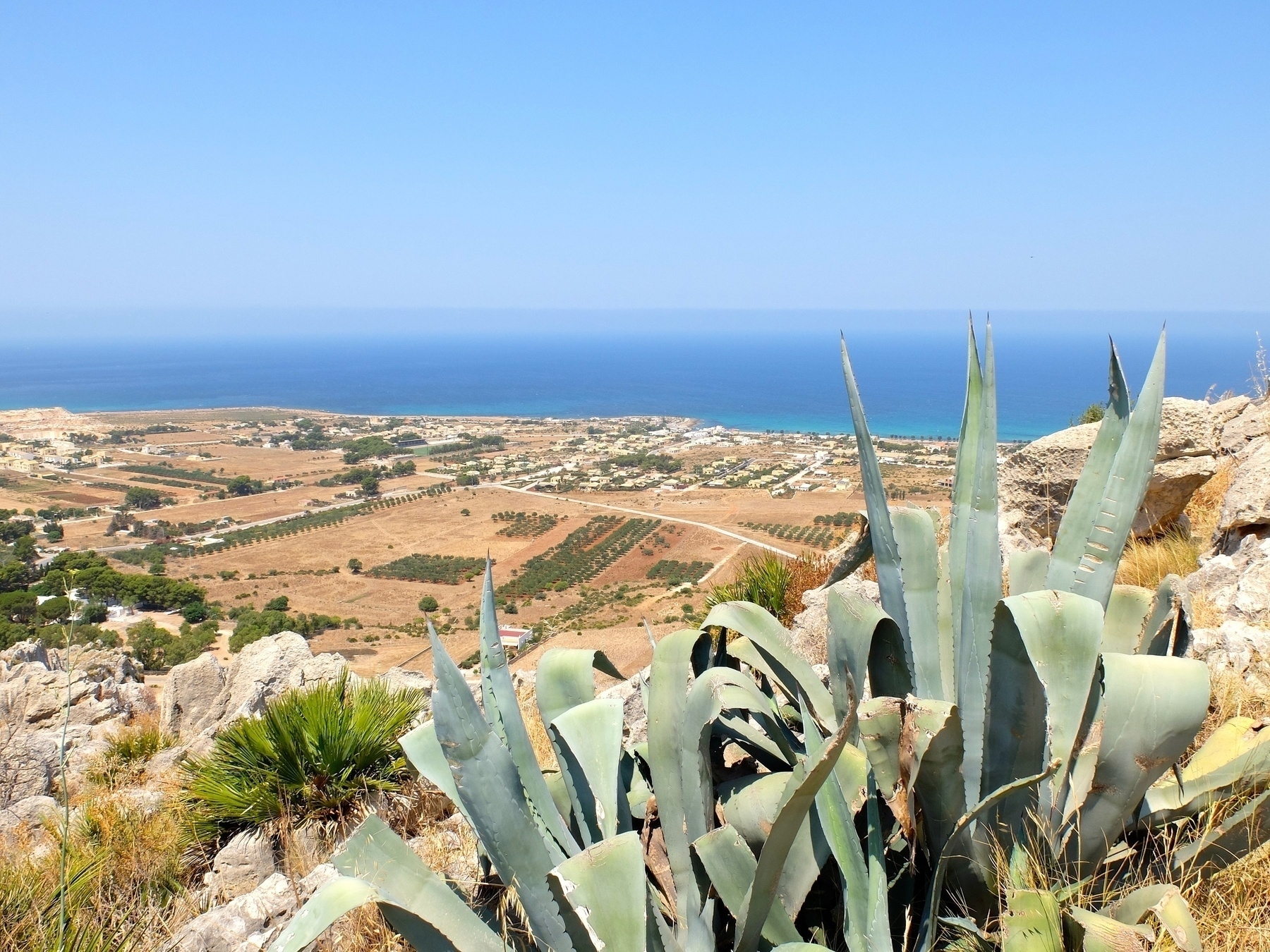 Un paysage côtier avec des plantes succulentes au premier plan et une vue sur la mer à l'arrière-plan.