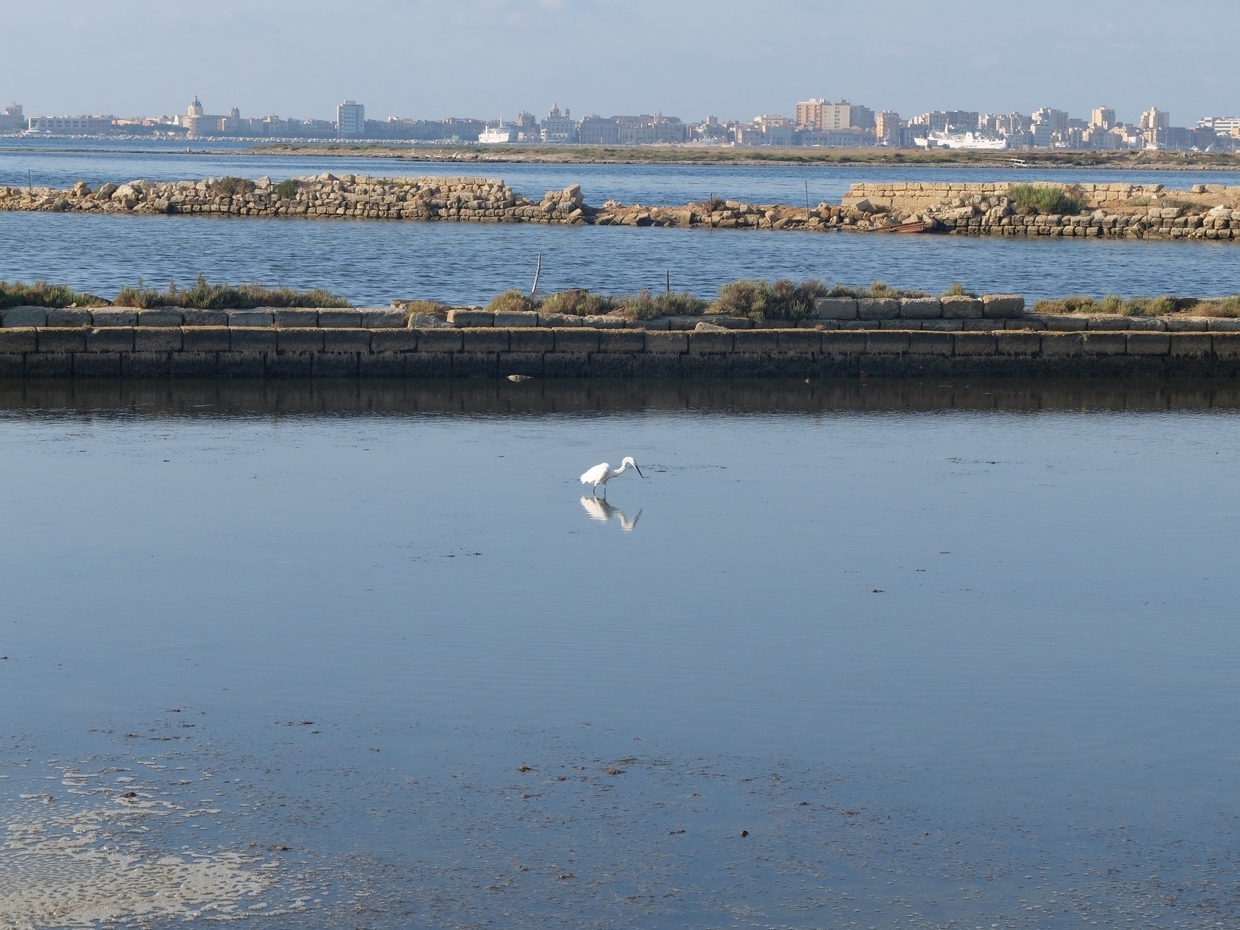 Un oiseau blanc se tient au milieu d'un plan d'eau calme avec des rives rocheuses et une ville visible à l'arrière-plan.